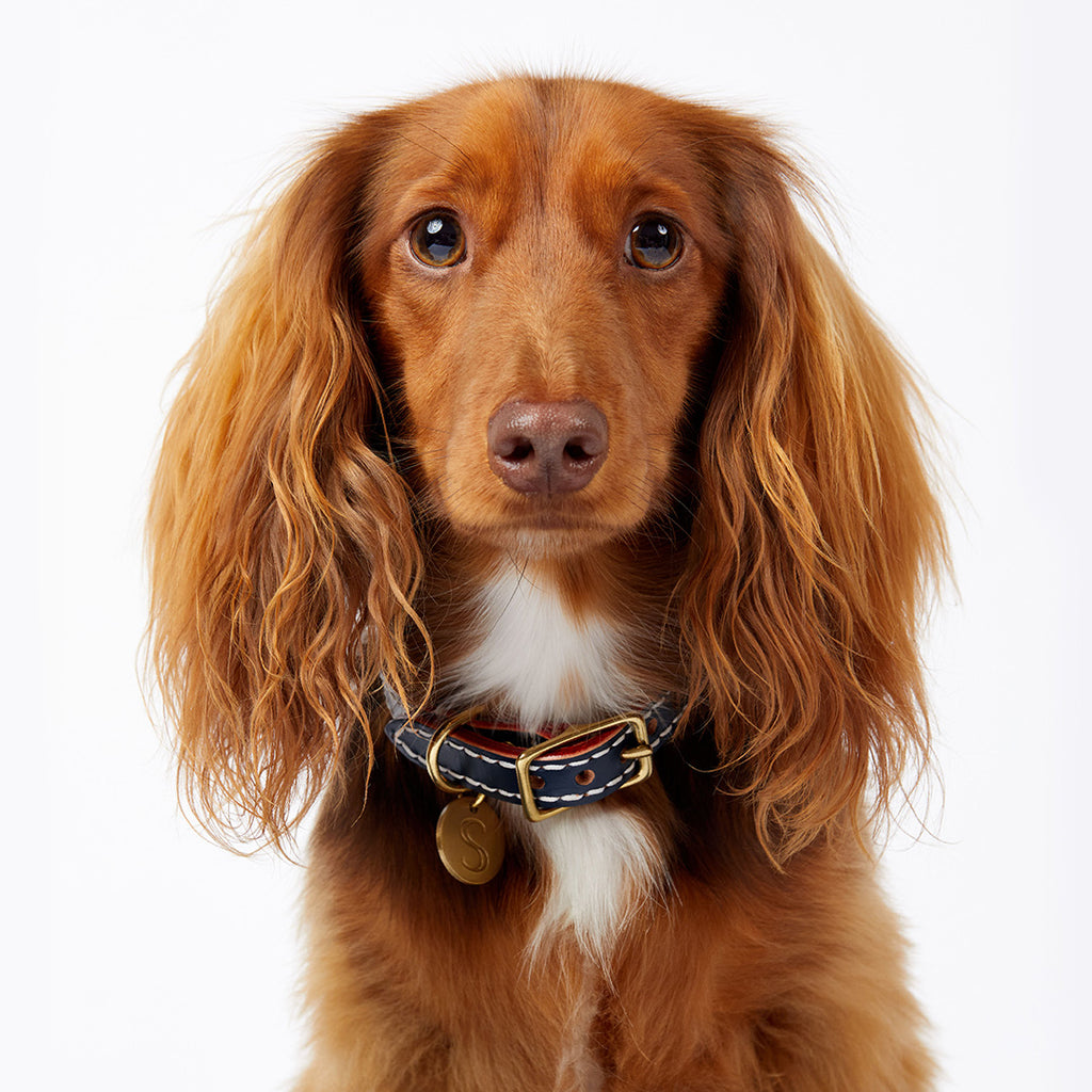 Leather Dog Collar - Navy