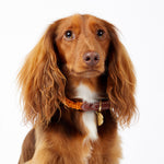 Macramé/Leather Dog Collar - Orange