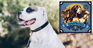 Dogapalooza Melbourne