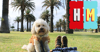 Hank Marvin Market - Alma Park