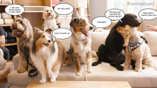 The Next Top 'Dog' Winner...