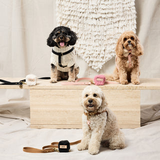 Cotton Webbing Harness