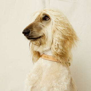 Personalised Collars, Charms & Poop Bags