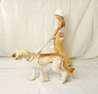 3-Stripe Collar, Harness & Lead