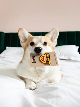 Always Hungry | Iron-on patch for pets