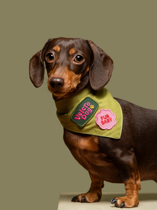 Velcro Dog | Iron-on patch for pets