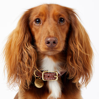 Leather Dog Collar - Cognac