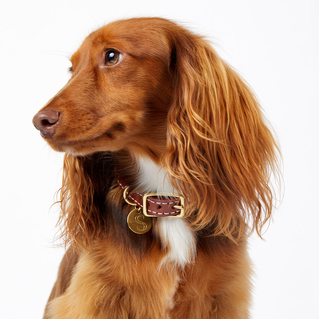 Leather Dog Collar - Cognac