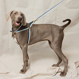 3-Stripe Step In Harness - Blue/Natural