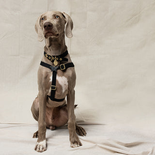 Webbing Step In Harness - Black