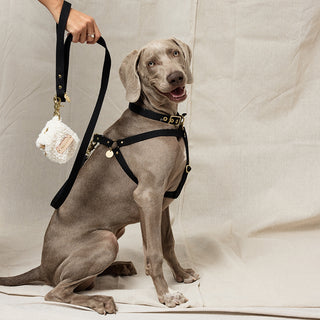 Webbing Step In Harness - Black