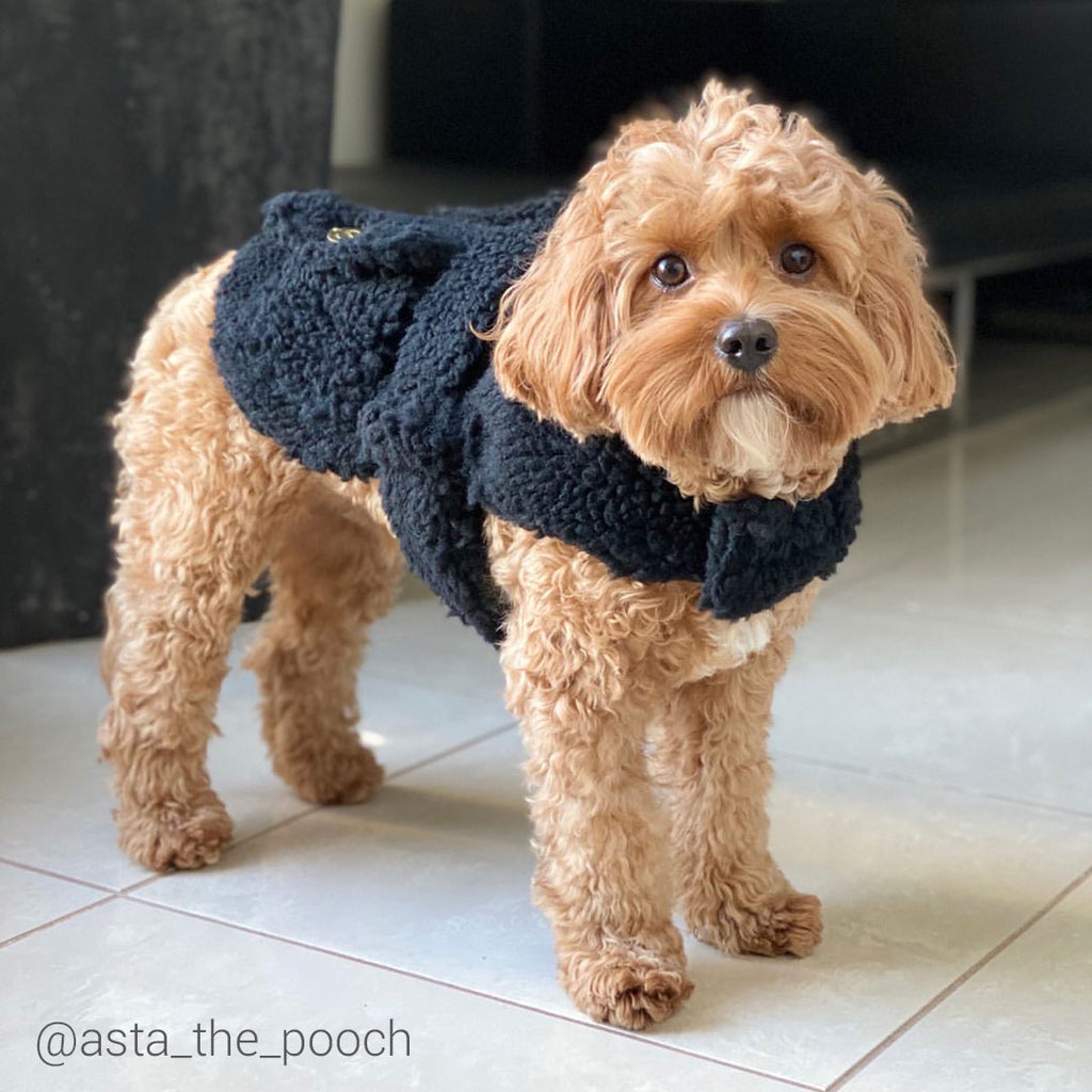 Teddy Dog Coat - Black