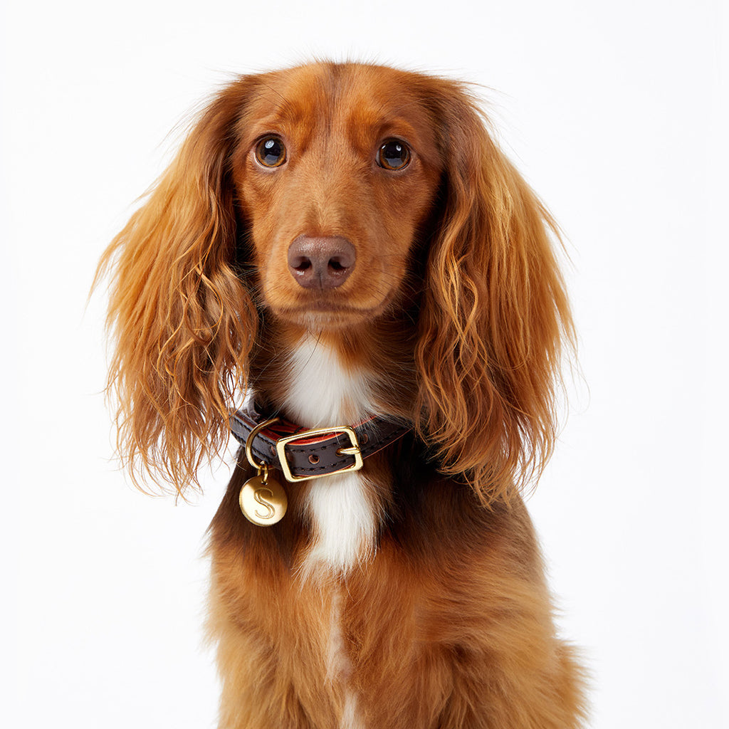 Leather Dog Collar - Brown