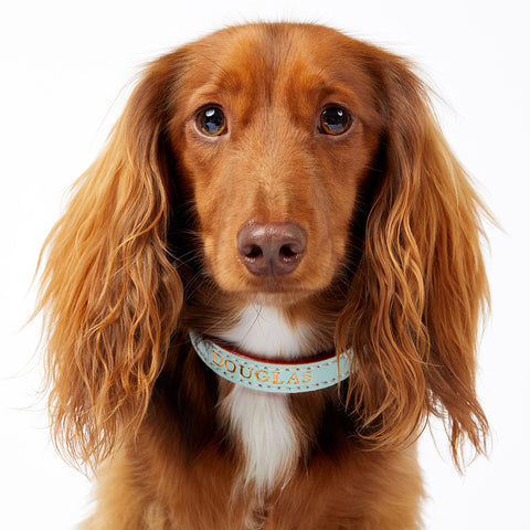 Leather Dog Collar - Ice Blue