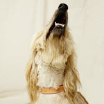Leather Dog Collar - Natural