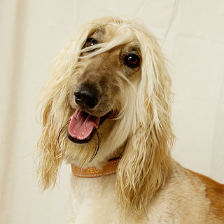 Leather Dog Collar - Natural