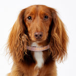 Leather Dog Collar - Soft Pink