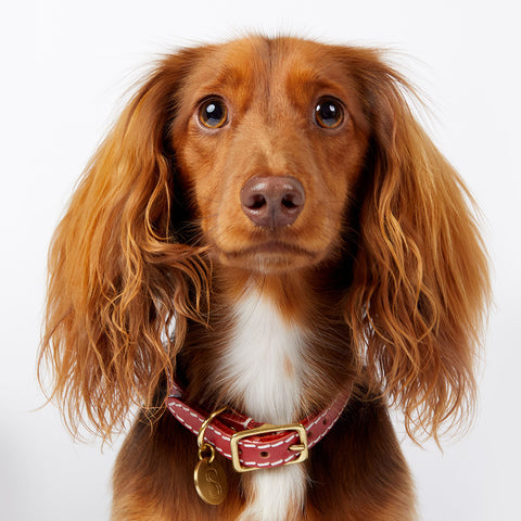 Leather Dog Collar - Terracotta Red