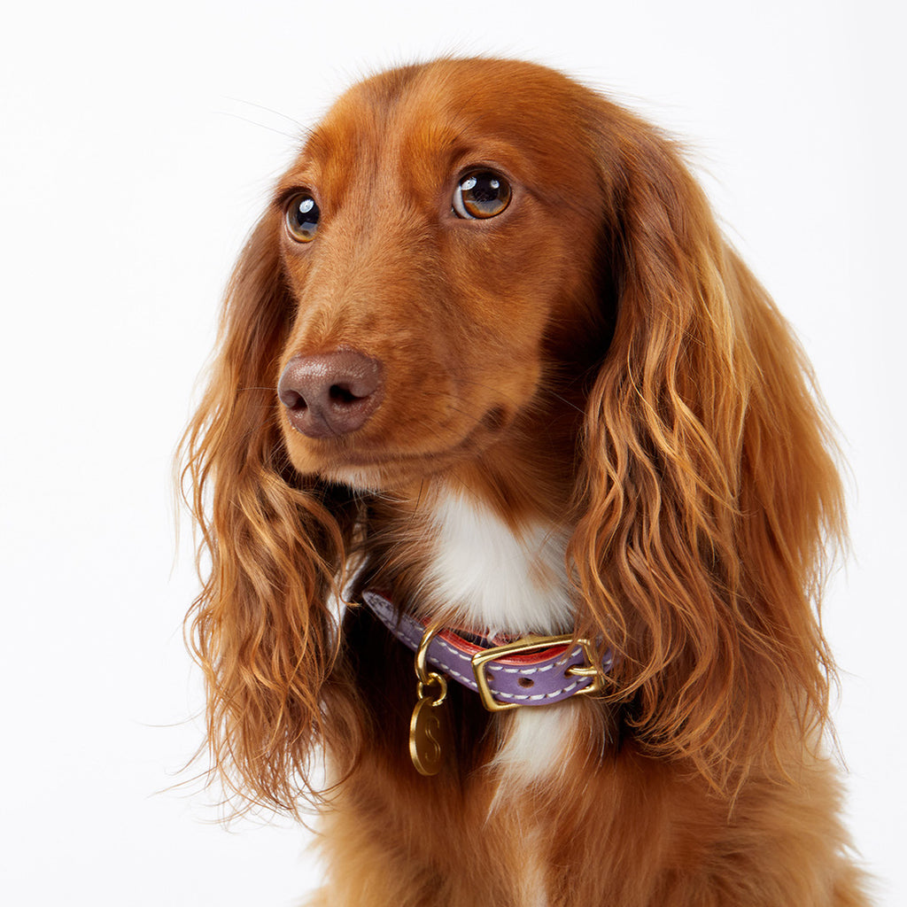 Leather Dog Collar - Natural – Sebastian Says