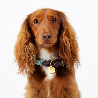 Macramé/Leather Dog Collar - Blue