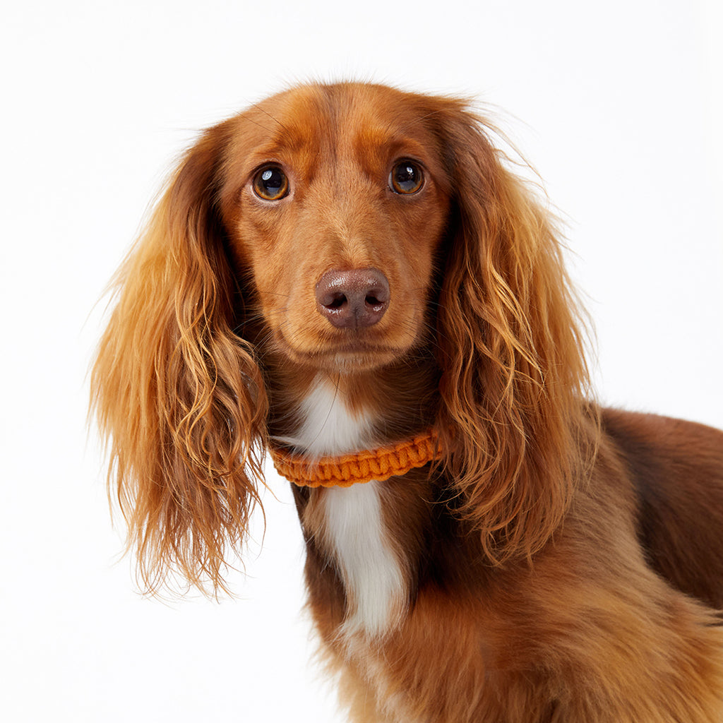 Macramé/Leather Dog Collar - Brown/Orange