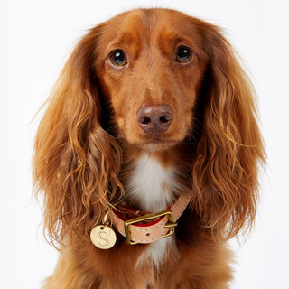 Leather Dog Collar - Natural