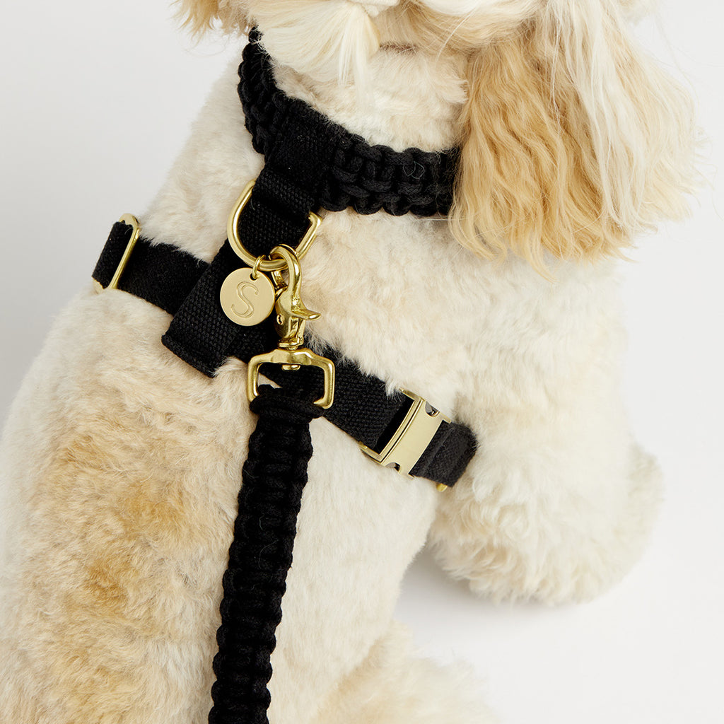 Black and hotsell gold dog harness