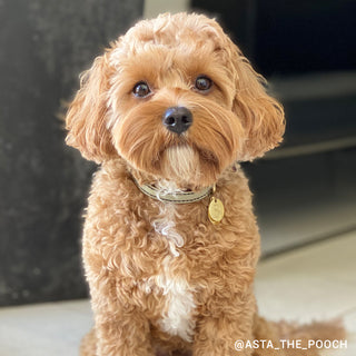 Leather Dog Collar - Grey