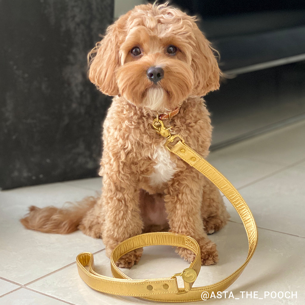 Piñatex Dog Lead - Gold