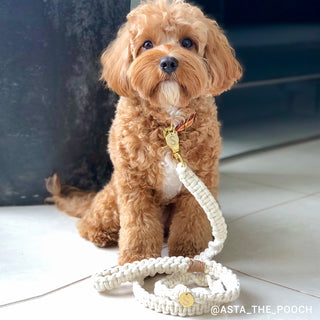 Macramé Originals Dog Lead - Natural