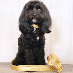 Piñatex Dog Lead - Gold