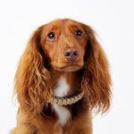 Macramé/Leather Dog Collar - Gold