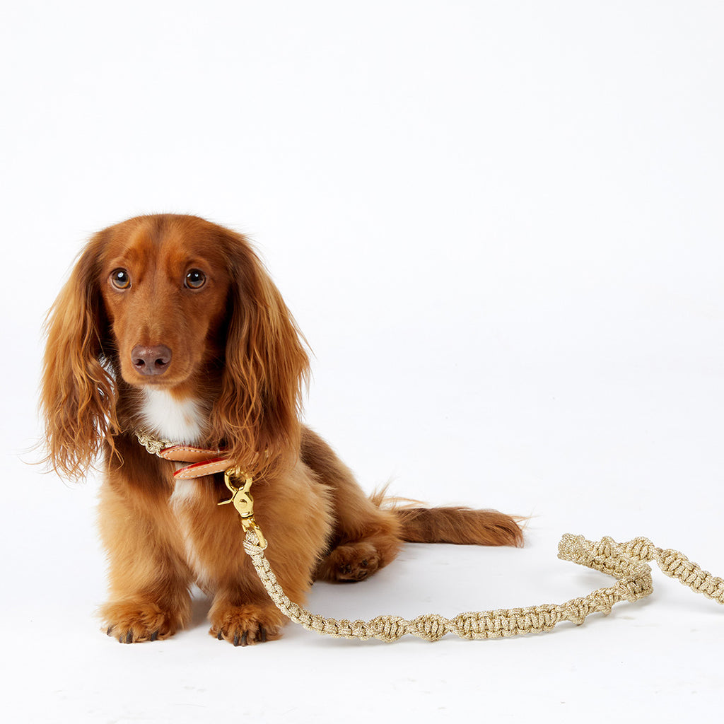 Macramé/Leather Dog Collar - Gold